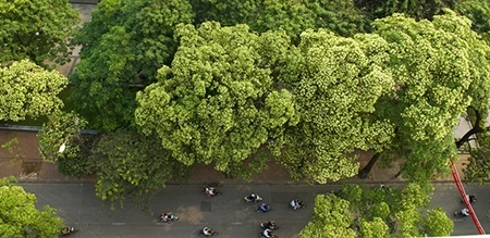 Hoa sữa trên từng góc phố
