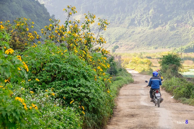Rực rỡ dã quỳ vàng trên cao nguyên Mộc Châu ảnh 3
