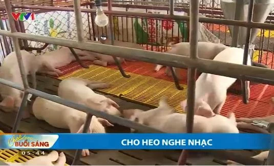 cho heo nghe nhạc cho heo nghe nhạc