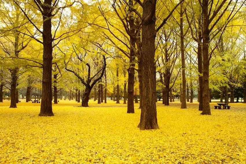 &nbsp;Hàng cây bạch quả ở Tokyo