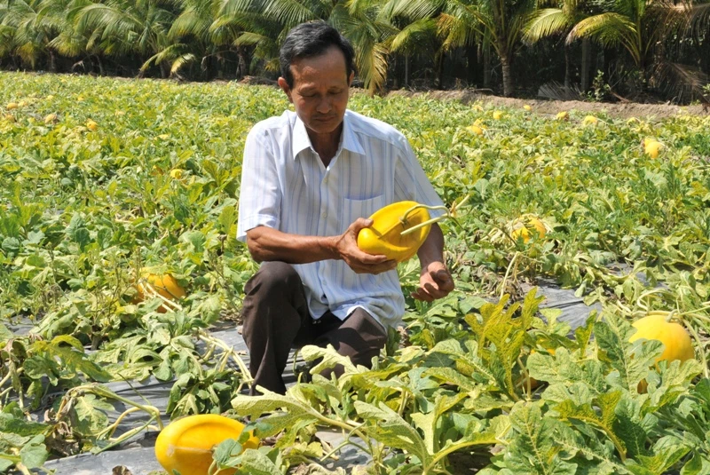 Gia đình ông Liêm bắt đầu thu hoạch dưa từ ngày 9/02