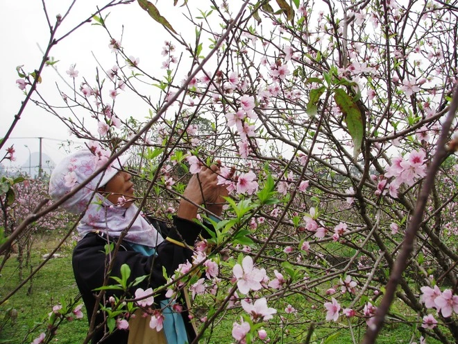 Vẻ đẹp hoa đào các vùng miền Việt Nam ảnh 12