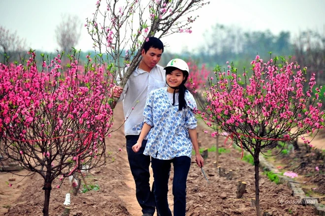 Vẻ đẹp hoa đào các vùng miền Việt Nam ảnh 5