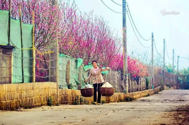Vẻ đẹp hoa đào các vùng miền Việt Nam ảnh 6