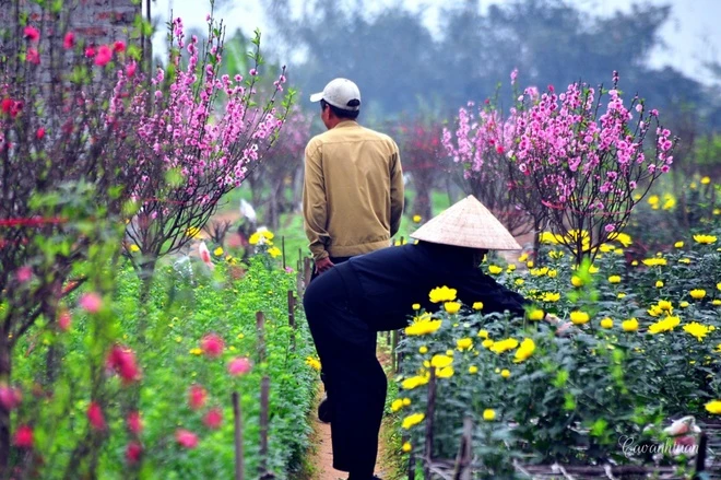 Vẻ đẹp hoa đào các vùng miền Việt Nam ảnh 4