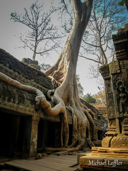 Nhiếp ảnh gia đến Việt Nam du lịch để vượt qua trầm cảm ảnh 4 Đền Ta Prohm, Campuchia