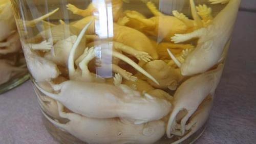 Rượu chuột con Người Trung Quốc coi loại rượu kỳ dị này như một thức uống bổ dưỡng. Rượu được ngâm với chuột non, mắt vẫn còn nhắm vì mới lấy ra từ bụng mẹ khi vẫn còn sống. Chúng là những con non còn chưa mọc lông. Rượu sẽ lên men sau 12 -14 tháng để ngâm. aaa-9398-1425539969.jpg