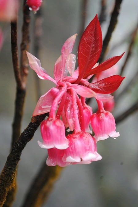 Hoa đào chuông.