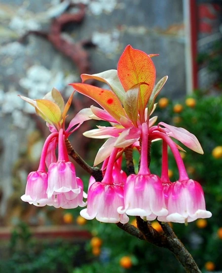 Hoa đào chuông.