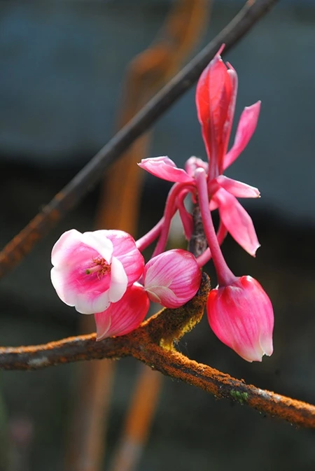 Hoa đào chuông.