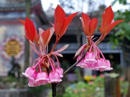Đào chuông khoe sắc trong sân chùa.