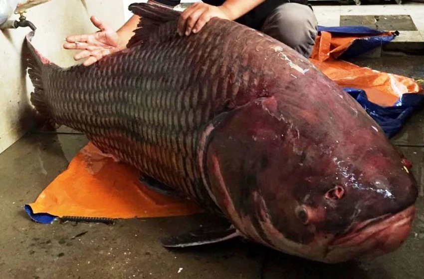 Chú cá hô nặng tới 135kg vừa được chuyển về TPHCM