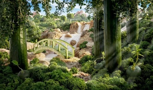 Phong cảnh nên thơ từ dưa chuột và xà lách. anh-15.jpg