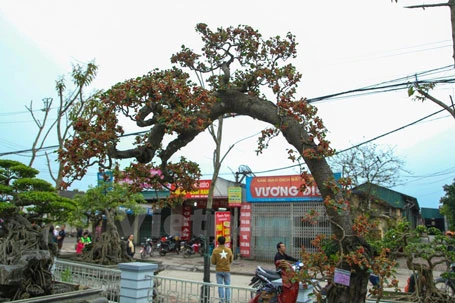 Mục sở thị cây dâu cảnh độc nhất vô nhị ở Việt Nam