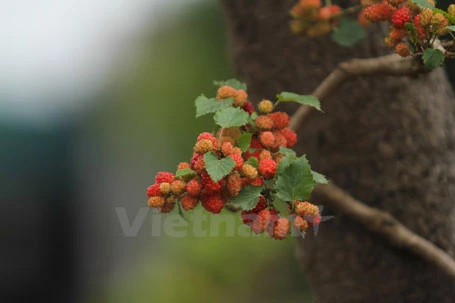 Mấy hôm nay trời mưa khiến quả bị nhạt màu nhìn không được ưa mắt. (Ảnh: Minh Sơn/Vietnam+)