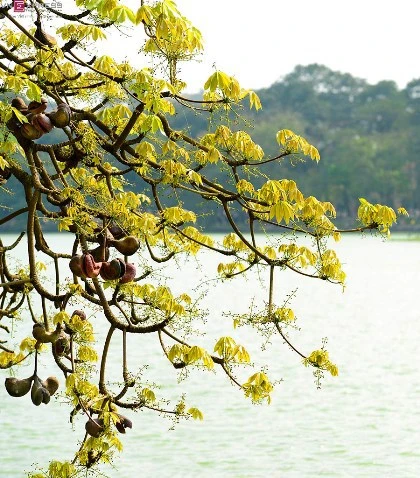 Hồ Gươm nên thơ mùa hoa mõ nở ảnh 1