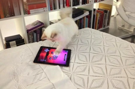 Choupette có một máy tính bảng riêng để giải trí.