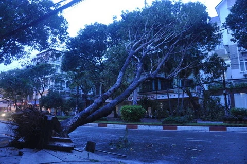 TP.HCM: Mưa lốc xô ngã bảng hiệu, cây gãy cành, bật gốc ảnh 1
