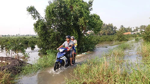 Vườn mai, ao cá ngập nặng sau mưa ảnh 9 Vườn mai, ao cá ngập nặng sau mưa ảnh 9