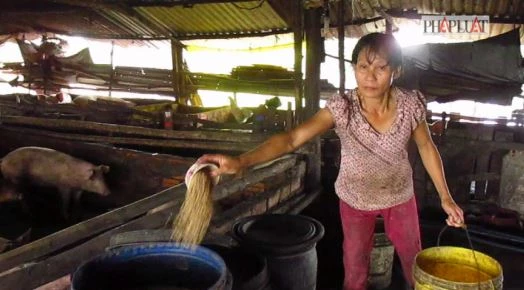 Sẽ di dời trại heo gây ô nhiễm ở huyện Bình Chánh ảnh 2 Sẽ di dời trại heo gây ô nhiễm ở huyện Bình Chánh ảnh 2