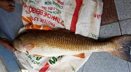 ngư dân, bắt được, cá sủ vàng, cá hô, đổi đời, tiền tỷ, thủy quái, cá khủng, ngư-dân, bắt-được, cá-sủ-vàng, cá-hô, đổi-đời, tiền-tỷ, thủy-quái, cá-khủng, ngư dân, bắt được, cá sủ vàng, cá hô, đổi đời, tiền tỷ, thủy quái, cá khủng, ngư-dân, bắt-được, cá-sủ-vàng, cá-hô, đổi-đời, tiền-tỷ, thủy-quái, cá-khủng,