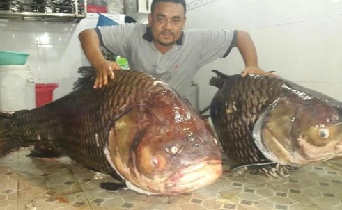 ngư dân, bắt được, cá sủ vàng, cá hô, đổi đời, tiền tỷ, thủy quái, cá khủng, ngư-dân, bắt-được, cá-sủ-vàng, cá-hô, đổi-đời, tiền-tỷ, thủy-quái, cá-khủng, ngư dân, bắt được, cá sủ vàng, cá hô, đổi đời, tiền tỷ, thủy quái, cá khủng, ngư-dân, bắt-được, cá-sủ-vàng, cá-hô, đổi-đời, tiền-tỷ, thủy-quái, cá-khủng,