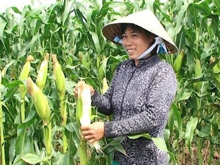 Những điều may mắn nên làm trong 3 ngày Tết ảnh 17 Những điều may mắn nên làm trong 3 ngày Tết ảnh 17