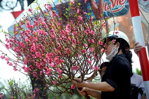 Một người chơi đào sành sỏi,ngoài việc hiểu kỹ thuật trồng cây còn phải biết cách giữ cho hoa tươi lâu
