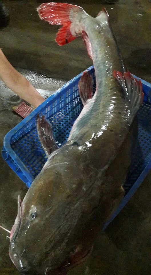 Cá lăng 'khủng' to bằng người lớn trên sông Sêrêpốk dính câu ảnh 1 Cá lăng 'khủng' to bằng người lớn trên sông Sêrêpốk dính câu ảnh 1