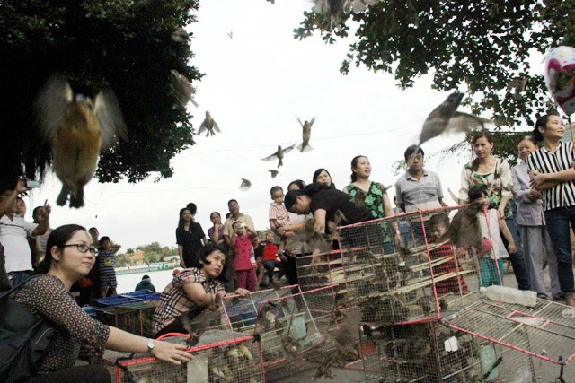 tuc phong sinh: phong sinh hay sat sinh? hinh anh 1