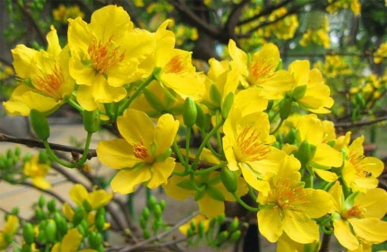 Lễ vật cúng Giao thừa năm Kỷ Hợi ảnh 1 Lễ vật cúng Giao thừa năm Kỷ Hợi ảnh 1