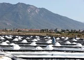 Cảnh đẹp nao lòng ở cánh đồng muối Ninh Diêm, Khánh Hòa