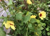 Lá rau chua nấu canh thanh mát ngày hè 