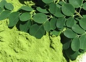 Chùm ngây và những giá trị dinh dưỡng cho bữa ăn