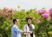 Ngắm rừng bằng lăng tím khoe sắc, bên cánh đồng muối Cà Ná