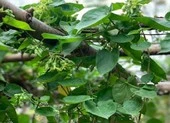 Ngửa cổ hái bông, nhớ câu hát 'dàn thiên lý đã xa...'