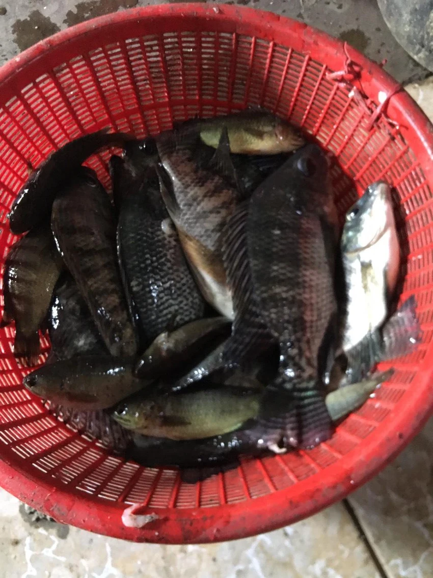 Cá rô to được mẹ tôi phân loại để chuẩn bị làm món ăn.