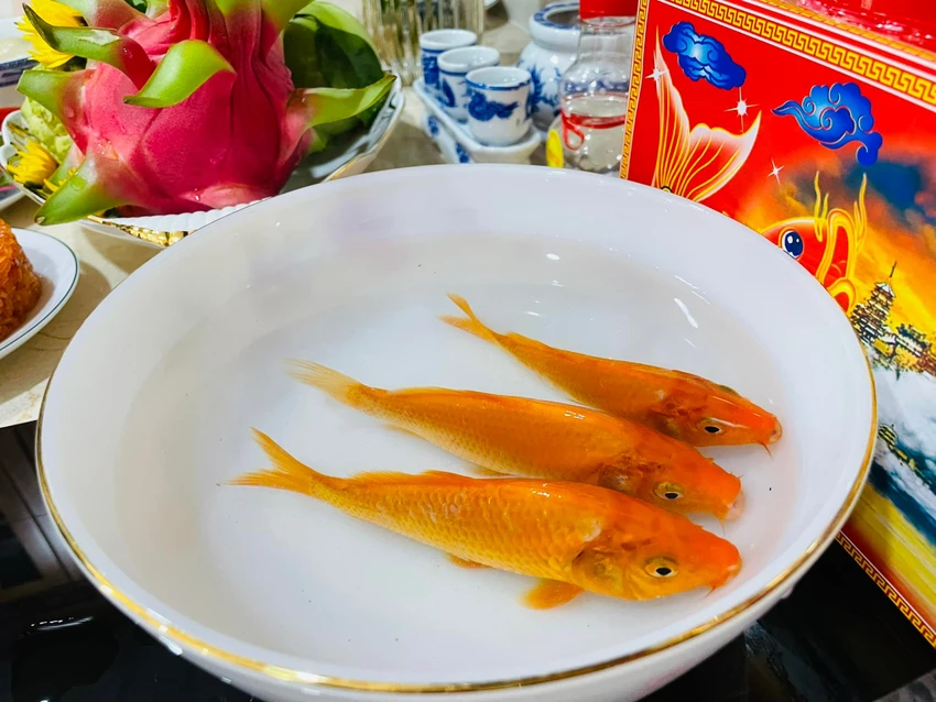 Cá chép (cá lý ngư trong huyền thoại) trong ngày cúng Ông Táo luôn có. Ảnh: VH Cá chép (cá lý ngư trong huyền thoại) trong ngày cúng Ông Táo luôn có. Ảnh: VH