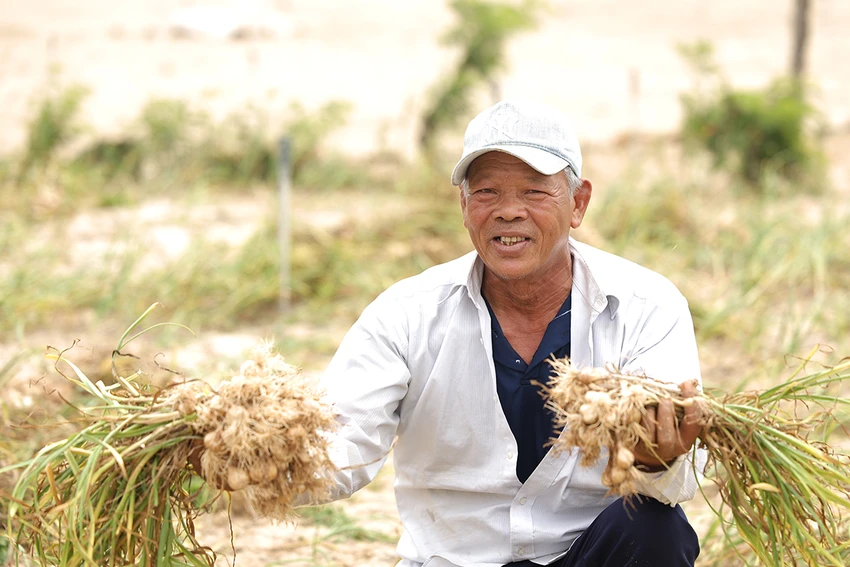 Đặc sản tỏi Lý Sơn gắn liền với đời sống bà con nông dân Huyện đảo.JPG