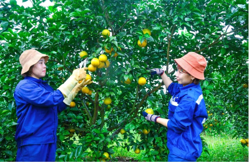 vuon-cam-fvf-dien-hinh-nong-nghiep-xanh-ben-vung-tu-tap-doan-th-2.png