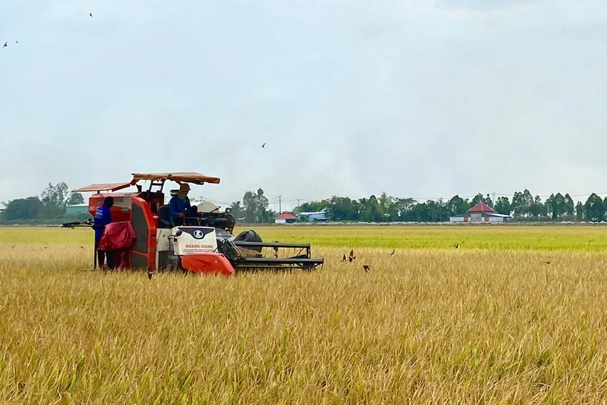 Đẩy mạnh cho vay sản xuất, kinh doanh lúa gạo.jpg