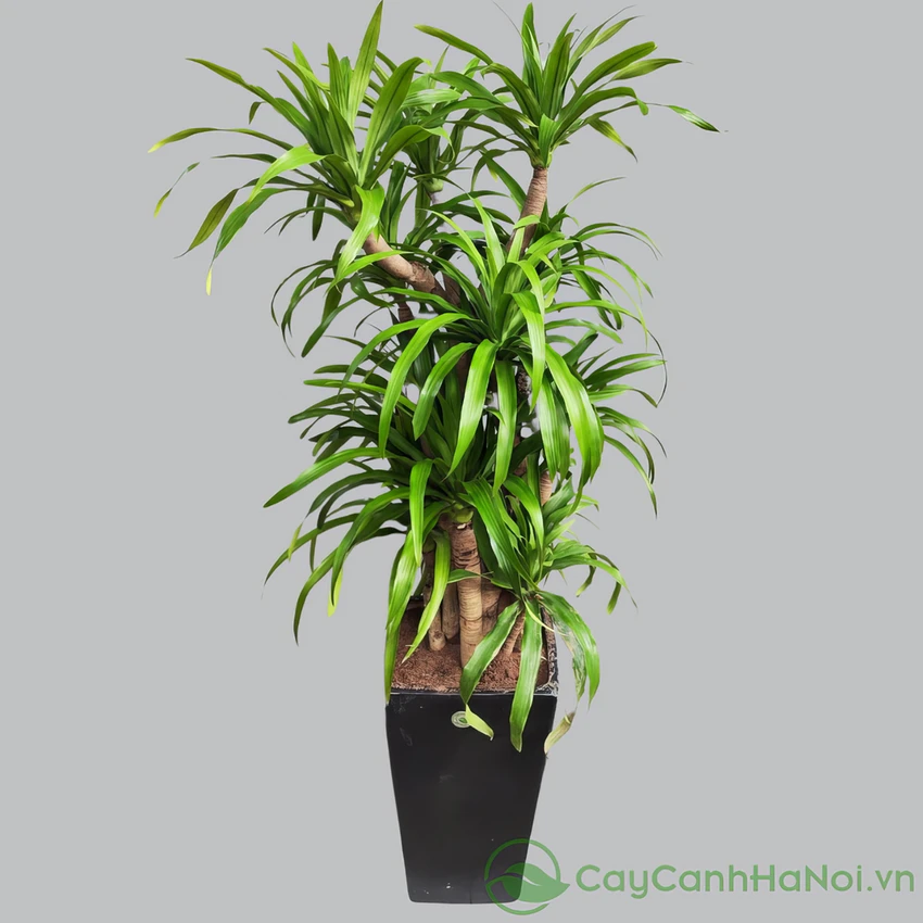cay-xanh-cho-truong-hoc-diem-nhan-trang-tri-mua-khai-giang-2.png
