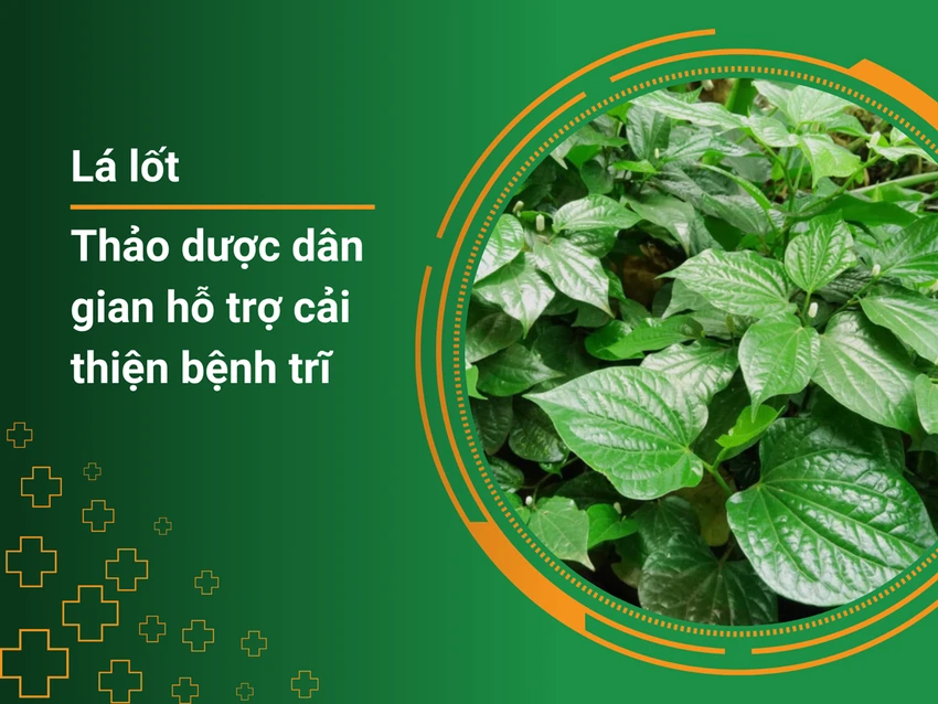 la-lot-thao-duoc-dan-gian-ho-tro-cai-thien-benh-tri.png