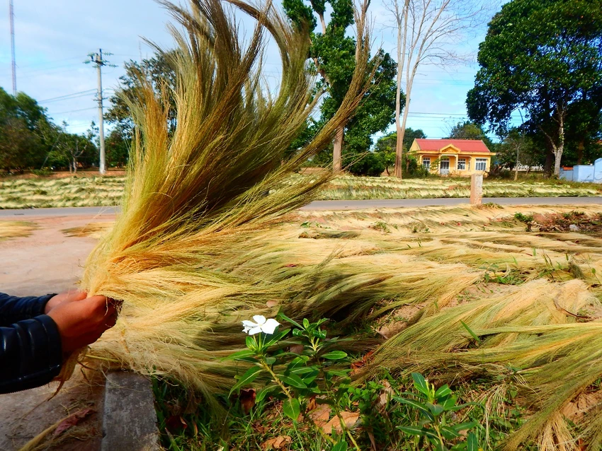 Hái ‘lộc trời’ trên rừng Trường Sơn ảnh 3 Hái ‘lộc trời’ trên rừng Trường Sơn ảnh 3