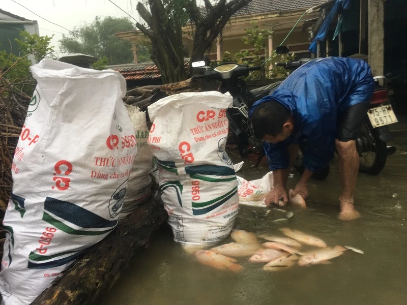 Nước mắt người nuôi cá lồng khi cơn lũ tràn về ảnh 2 Nước mắt người nuôi cá lồng khi cơn lũ tràn về ảnh 2