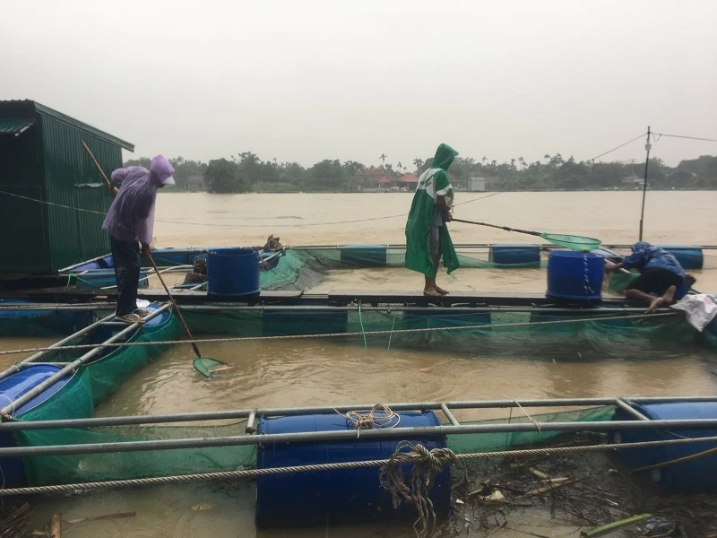 Nước mắt người nuôi cá lồng khi cơn lũ tràn về ảnh 1 Nước mắt người nuôi cá lồng khi cơn lũ tràn về ảnh 1