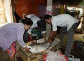 Bắt được cá nghi sủ vàng, nặng 26 kg 