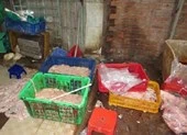 2,2 tấn lòng heo tẩy trắng xém chút nữa lên bàn nhậu