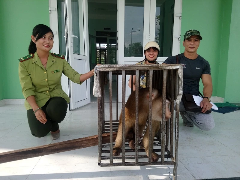 Giải cứu khỉ đuôi lợn quý hiếm bị rao bán trên mạng ảnh 1 Giải cứu khỉ đuôi lợn quý hiếm bị rao bán trên mạng ảnh 1