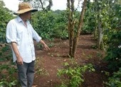 Con bò bị kẻ gian cắt mất... 4 chân trong đêm